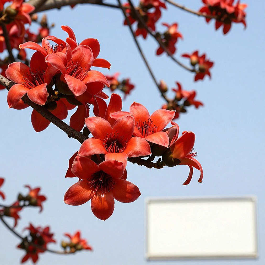 বন্ধ বাজার, খোলা স্টপওয়াচ: এই ট্রান্সফার উইন্ডোতে বাংলাদেশের স্প্রিন্ট পাইপলাইনের খতিয়ান